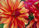 Summer flowering bulbs corms & tubers