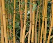 Bamboo