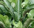 Ferns
