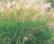 Grasses