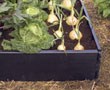 Grow Your Own