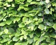 Hedging