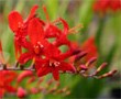 Perennials