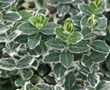 Shrubs