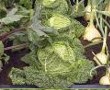 Vegetables