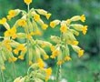 Wildflowers