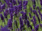 Lavenders from £4.99