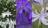 The RHS Agapanthus Collection