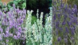 The RHS Lavandula Collection