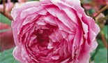 Roses up to 50% off
