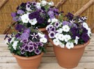 Summer bedding + free plants