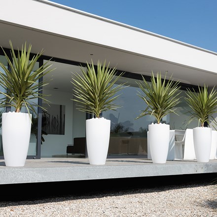 Buy Pot Plants by