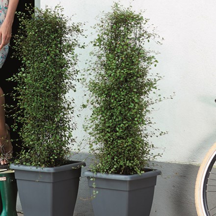 Indoor Plants Suitable For Tall Narrow Pots - Plants For Narrow Pots