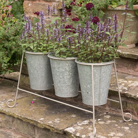 Buy Pot Plants by