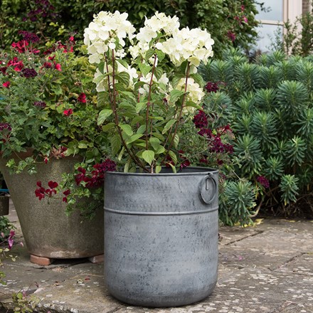 Buy Pot Plants by