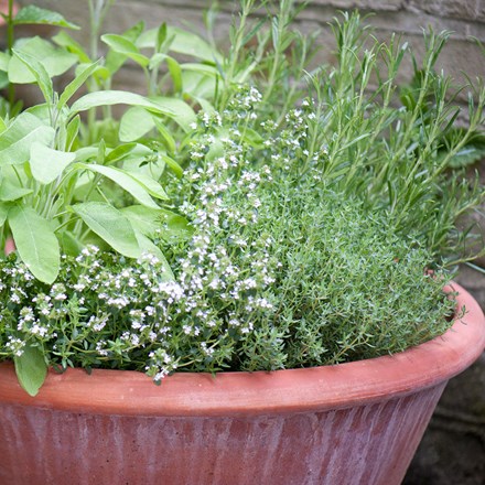 Plants Suitable For Tall Narrow Pots Australia - Hardy Plants For Pots For Outdoors