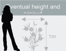 Eventual height and spread