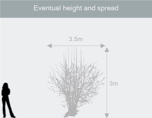 Buy magnolia Felix Jury Magnolia ‘Felix Jury (‘Jurmag2’) (PBR)’