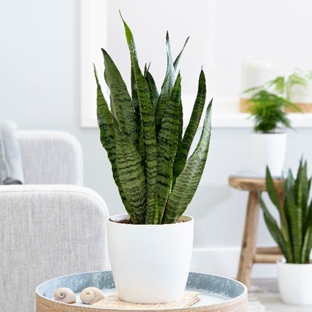 Plants Suitable For Tall Narrow Pots - Containers: planting up