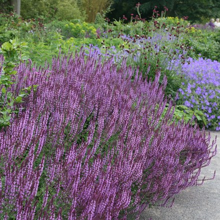 Buy Salvia: