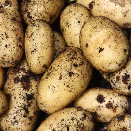 Buy Potatoes: