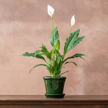 Buy Indoor Plants by