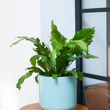 Buy Indoor Plants by