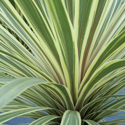 cordyline torbay australis dazzler arboretum