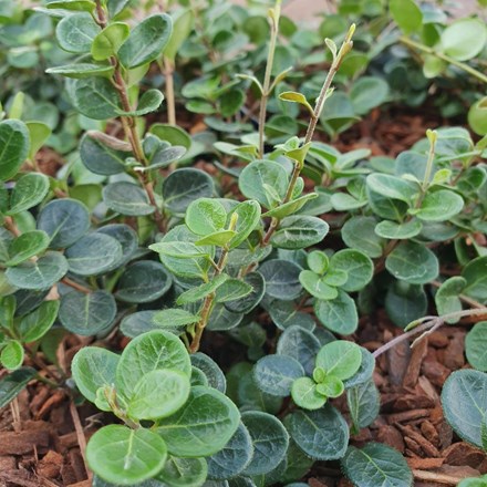 Buy scented evergreen shrubs: