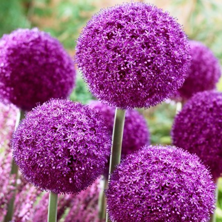 Buy Allium bulbs:
