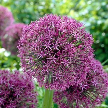 Buy Allium bulbs:
