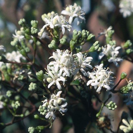 Buy Small garden trees: