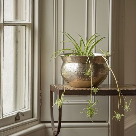 Buy Foliage indoor plants: